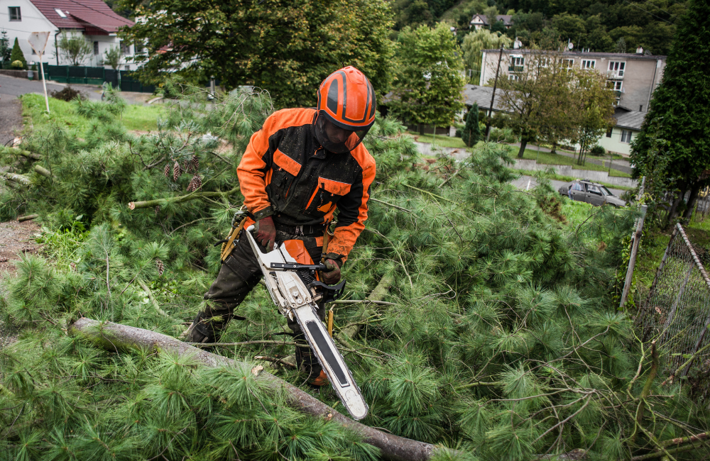 Kappung einer Scheinzypresse als bauliche Veränderung